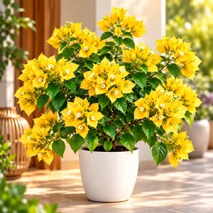 Bougainvillea